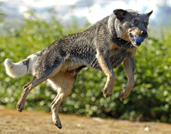 CowDogJump