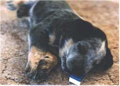 Tug at 6 weeks -- teething on a clicker -- Too cute!